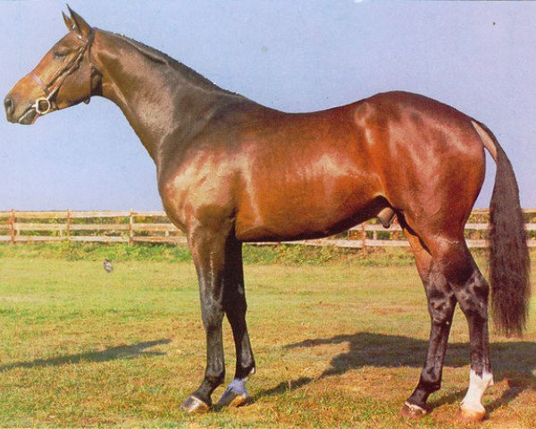 stallion Primo des Bruyères (Selle Français, 1981, from Night and Day xx)