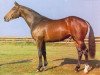 stallion Primo des Bruyères (Selle Français, 1981, from Night and Day xx)