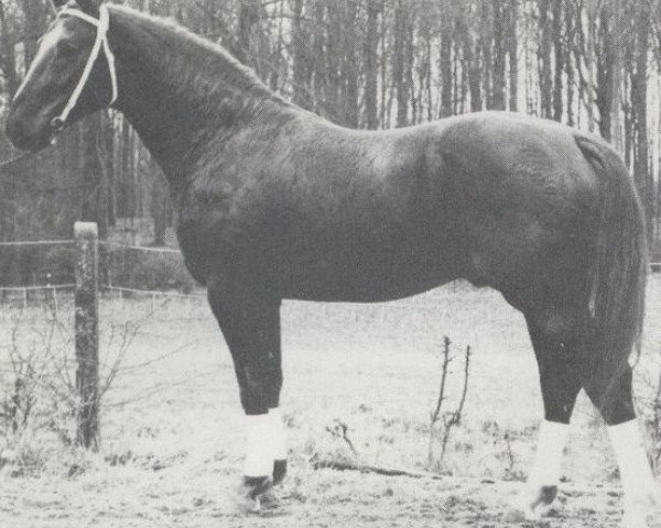 stallion Almhugel de Lauzelle (Belgian Warmblood, 1977, from Widukind de Lauzelle)