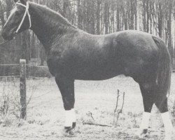 Deckhengst Almhugel de Lauzelle (Belgisches Warmblut, 1977, von Widukind de Lauzelle)