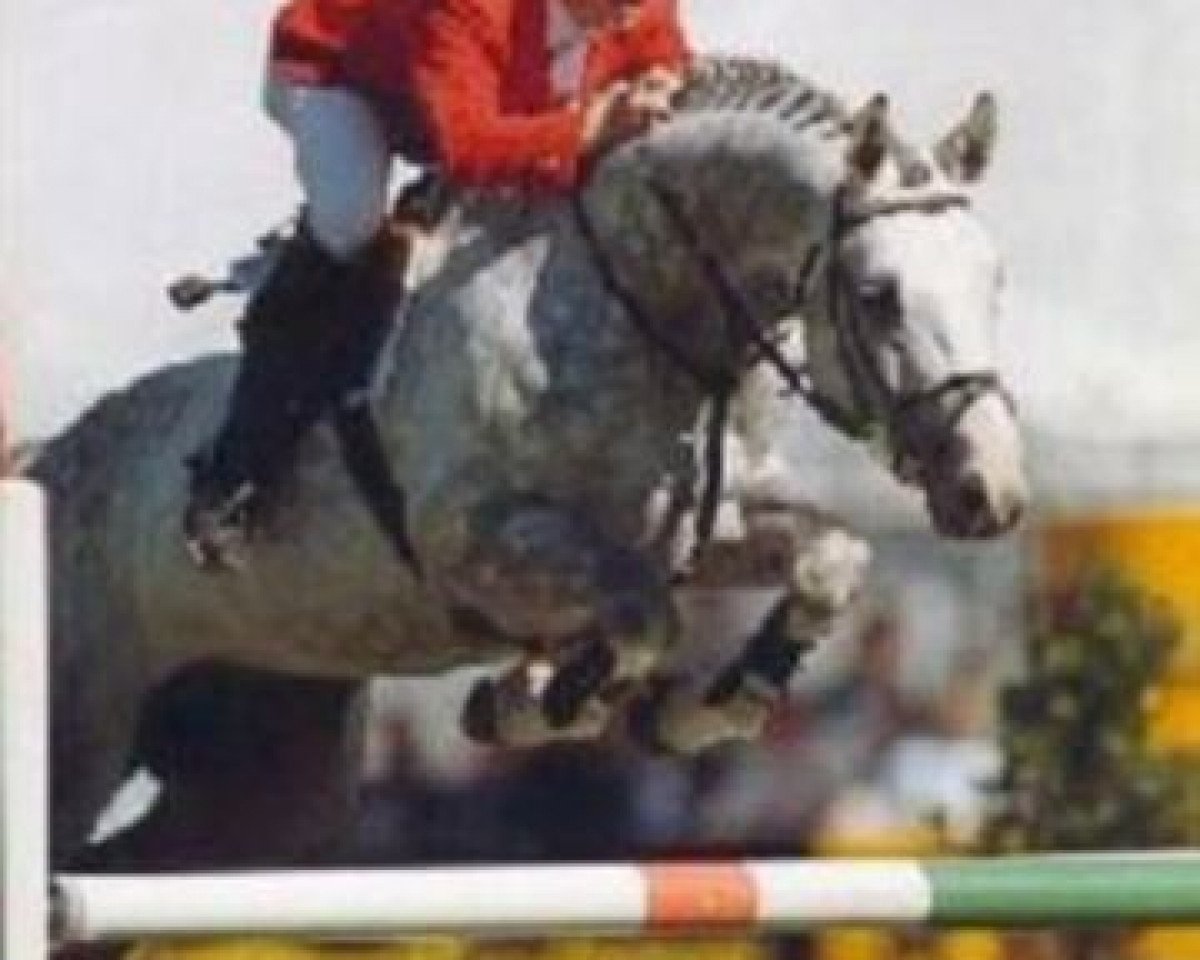 stallion Adeptus (Holsteiner, 1990, from Alasca)