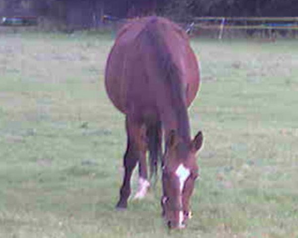 Zuchtstute Carla (Westfale, 1991, von Cacir AA)