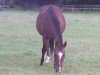 broodmare Carla (Westphalian, 1991, from Cacir AA)