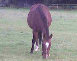 Zuchtstute Carla (Westfale, 1991, von Cacir AA)