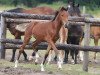 dressage horse Noaber (German Riding Pony, 2013, from Nobel Nagano NRW)