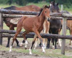 Dressurpferd Noaber (Deutsches Reitpony, 2013, von Nobel Nagano NRW)