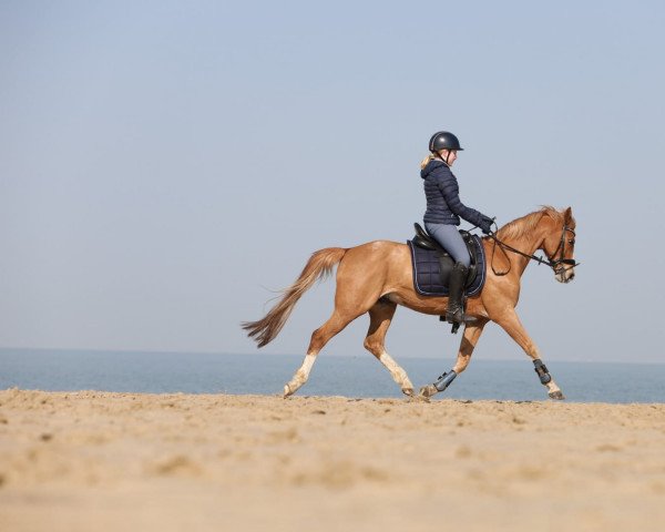 stallion Bowe (Nederlands Welsh Ridepony, 2005, from Bodo)