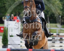 jumper Can do 9 (Oldenburg show jumper, 2006, from Canto)