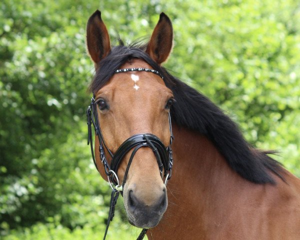 dressage horse Flow-Rider (Westphalian, 2006, from Filmstar II)