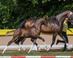 dressage horse Damira JS (Hanoverian, 2021, from Dimaggio Black)