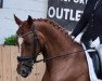 dressage horse Sorriso TT (Hanoverian, 2016, from Scuderia)