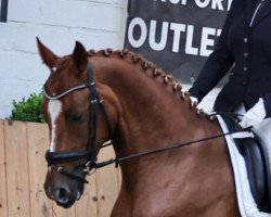 dressage horse Sorriso TT (Hanoverian, 2016, from Scuderia)