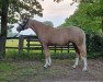 Zuchtstute Diamond Lady (Deutsches Reitpony, 2017, von Diamond Touch NRW)