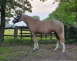 broodmare Diamond Lady (German Riding Pony, 2017, from Diamond Touch NRW)