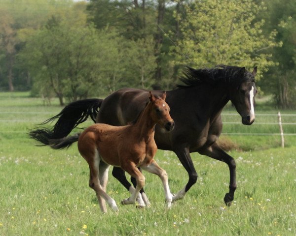 Zuchtstute Daddys Daiquila (Deutsches Reitpony, 2017, von Halifax)