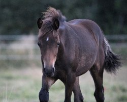 dressage horse Köhlhorsts Dibbledoo (German Riding Pony, 2021, from Dream Date 7)