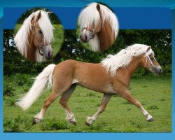 stallion Nintendo (Haflinger, 1995, from Nastral)