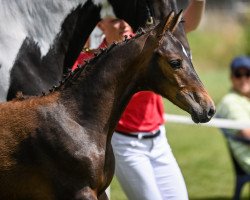 jumper Conthalisca (Swiss Warmblood, 2021, from Conthalou)