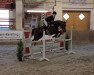 jumper Amarula 14 (German Riding Pony, 2016, from Armitage)