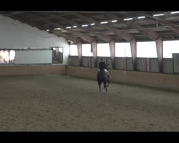 Reitturnier NÖ, Kottingbrunn 2022