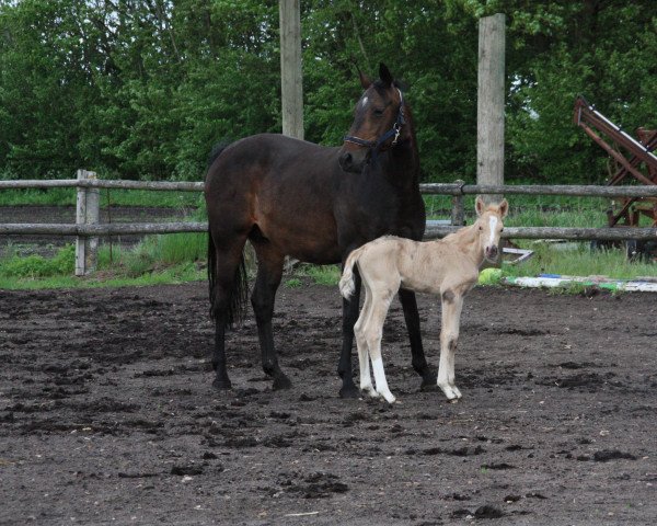 dressage horse Bourbon (German Riding Pony, 2019, from Möhlenbeeks Big Roy)