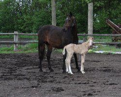 Pferd Bourbon (Deutsches Reitpony, 2019, von Möhlenbeeks Big Roy)