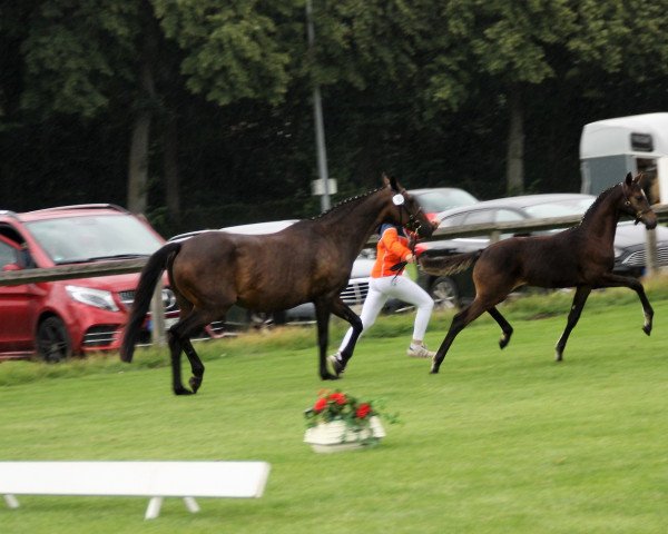 dressage horse Raymond Reddington (German Riding Pony, 2021, from Petit Rock the Moment)