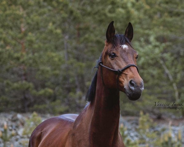 Dressurpferd Step Up (Österreichisches Warmblut, 2012, von Scolari)