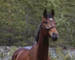 Springpferd Step Up (Österreichisches Warmblut, 2012, von Scolari)