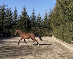 dressage horse James Brown 4 (KWPN (Royal Dutch Sporthorse), 2014, from Everdale)