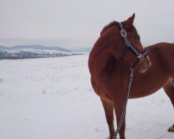 dressage horse Bella Donna von der Geest (German Riding Pony, 2013, from Bismarck)