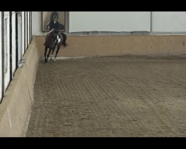 Reitturnier NÖ, Kottingbrunn 2022