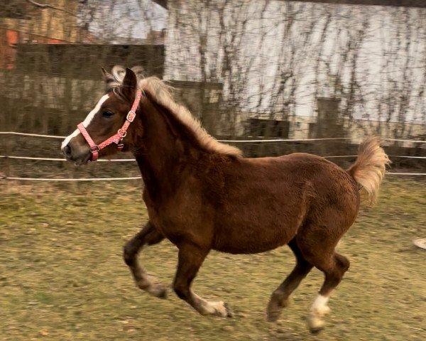 horse Hanna-Marie (Black Forest Horse, 2021, from Victor)