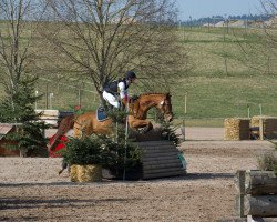 dressage horse Calinné SLK (German Sport Horse, 2015, from Ciacomo)