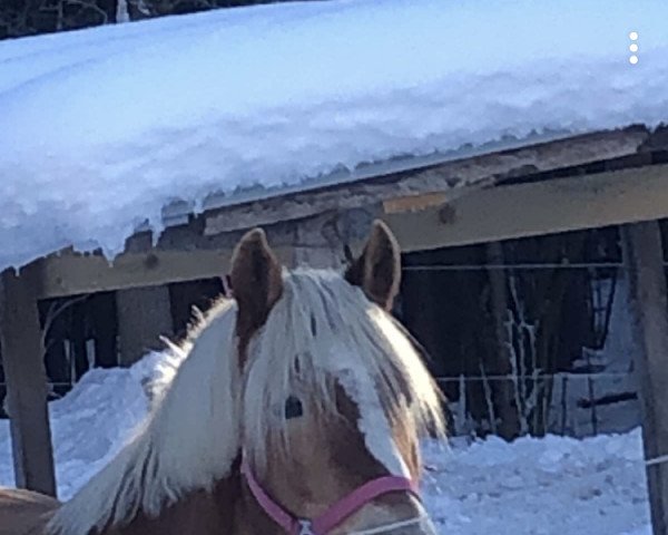 horse Leonie (Haflinger, 2005, from Nordenwind)