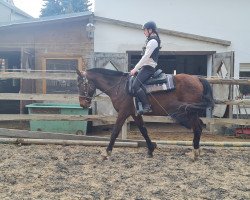 broodmare Caya Sakura (Little German Riding Horse, 2019, from Baxter St.Ives)