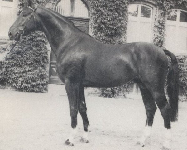 stallion Glücksritter (Westphalian, 1978, from Grünhorn III)