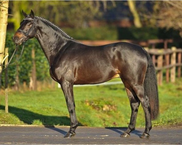 stallion Lord Lucifer (Rhinelander, 2006, from Lord Loxley I)