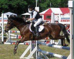 horse Zita RW 1088 (Swedish Riding Pony, 1995, from Dito)