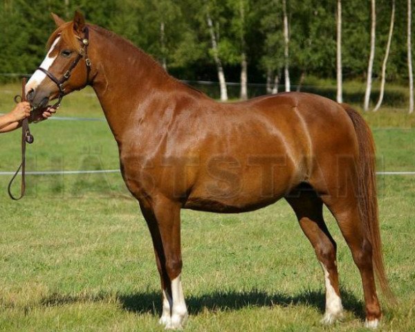 Pferd Moflos Zerena (Welsh Pony (Sek.B), 1994, von Hellekis Timjan)