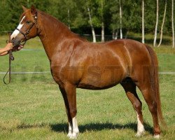 Pferd Moflos Zerena (Welsh Pony (Sek.B), 1994, von Hellekis Timjan)