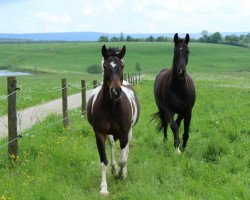 broodmare Manja (Lewitzer, 2006, from Loverboy)