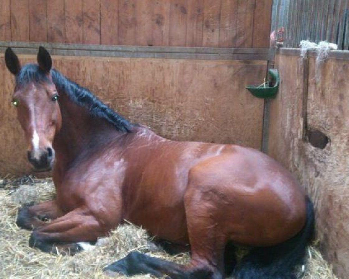 jumper Lazio 9 (Danish Warmblood, 2002, from Lambrusco Ask)
