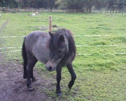 Pferd Gino (Shetland Pony, 2010)