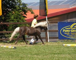 Deckhengst Granit v.Talhof (Dt.Part-bred Shetland Pony, 1989, von Grenadier)