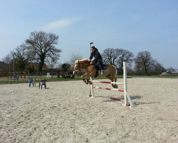 broodmare Annchen (Haflinger, 1995, from Arpad)