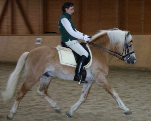 stallion Mon Ami (Rhinelander, 1994, from Merlin)