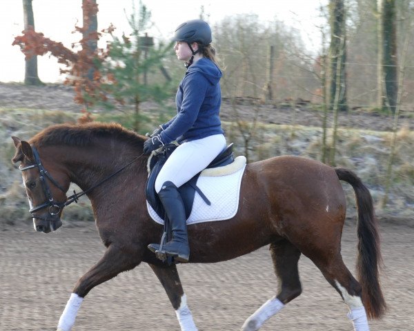 Pferd Romantica (Welsh-Cob (Sek. C), 2017)