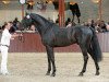 stallion Classe VDL (Holsteiner, 2006, from Chin Chin)