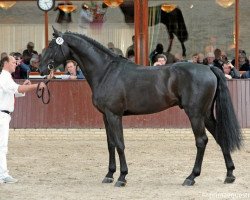 stallion Classe VDL (Holsteiner, 2006, from Chin Chin)